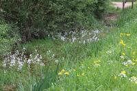 Wandeling eetbaar groen herkennen