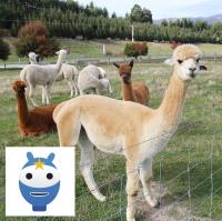Op wandel met alpaca's VM